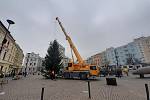 Vánoční strom na Dolním náměstí, Opava 15. listopadu 2021.