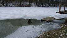 Jeden z kurióznějších zákroků si hasiči připsali ve čtvrtek 28. března ráno v Markvartovicích. Bylo něco po osmé hodině, když se dozvěděli, že v rybníku u místního fotbalového hřiště bojuje o přežití neznámý velký černý pes.