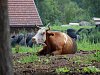 Tragédie na farmě v Jaroměřicích: mladého ošetřovatele rozdupal býk