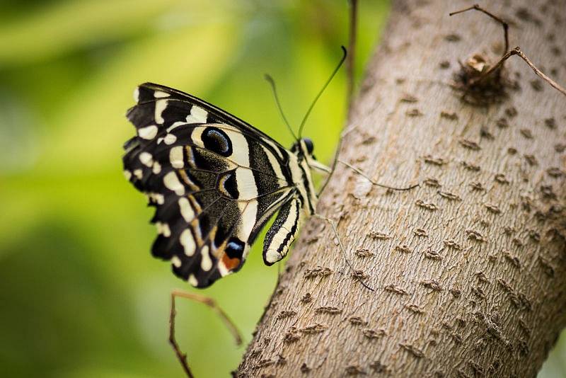 Okouzlení exotickými motýly můžete zažít v Arboretu Nový Dvůr letos již pojedenácté.