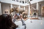 Mladý samec žirafy doplnil sbírku preparátů exotických zvířat ve Slezském zemském muzeu, 19. října 2022, Opava.