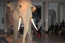 Slon indický ve Slezském muzeu. Ilustrační foto.