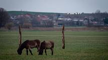 Vypuštění exmoorští pony do ohrady následně budou vypuštěni do téměř padesátihektarové volné krajiny, 22. listopadu 2019 v Kozminích.