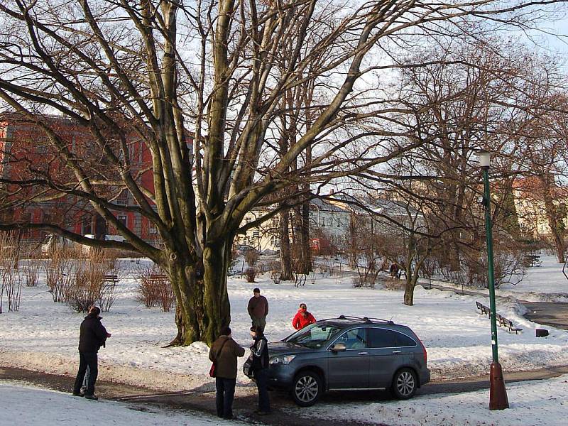 Obstojí, nebo bude muset k zemi? Tak na tuto otázku by měla odpovědět takzvaná tahová zkouška, která se v pondělí uskutečnila na červenolistém buku pod Ptačím vrchem v opavských sadech Svobody.