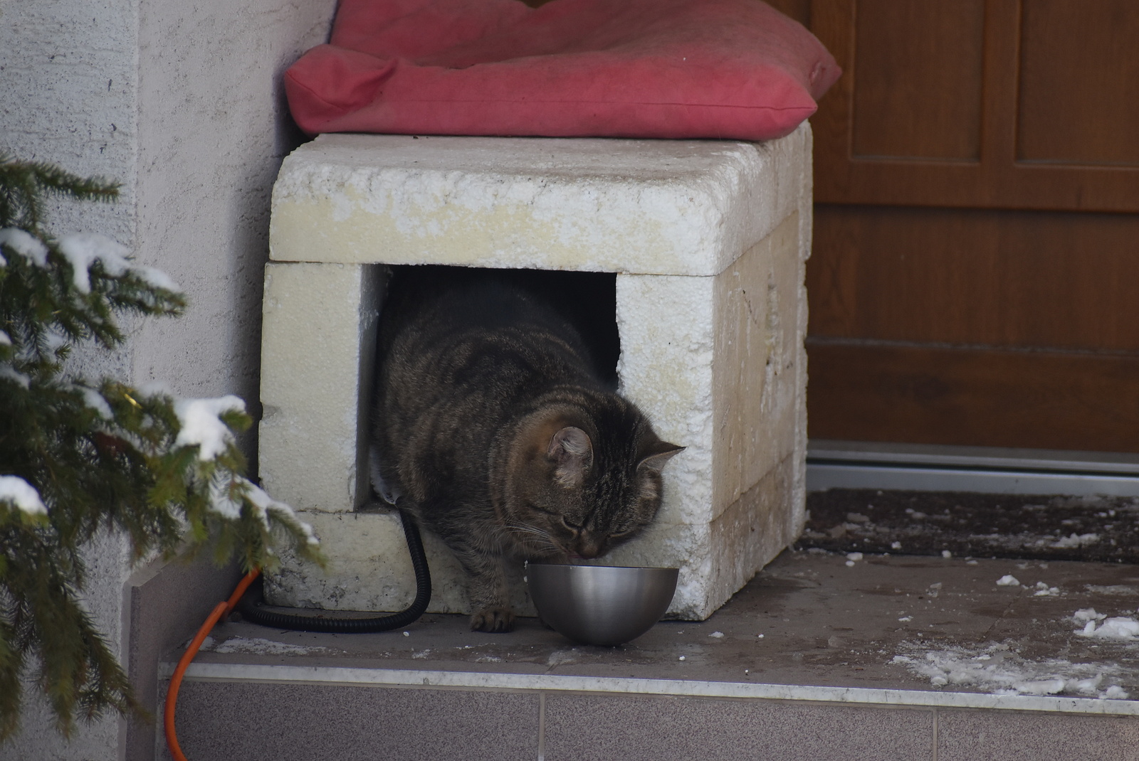 Podívejte se, kočka Angína z Krnovska přežívá mrazy venku. Má  elektroboudičku - Bruntálský a krnovský deník