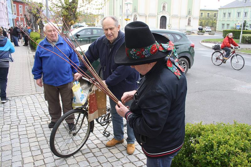 Školáci ve Městě Albrechticích se rozhodli spojit pomlázky do dlouhého hada. Podařilo se jim společnými silami uplést pomlázku dlouhou 137 metrů.