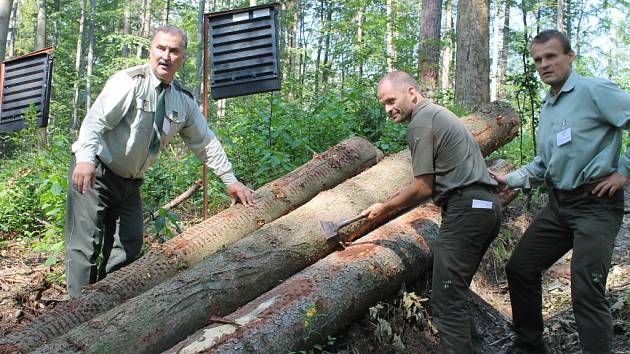 Lesy na Bruntálsku jsou v rámci celé republiky v roce 2016 nejvíce postiženy suchem a napadá je kůrovec, hrozí napadení houbou václavkou. 