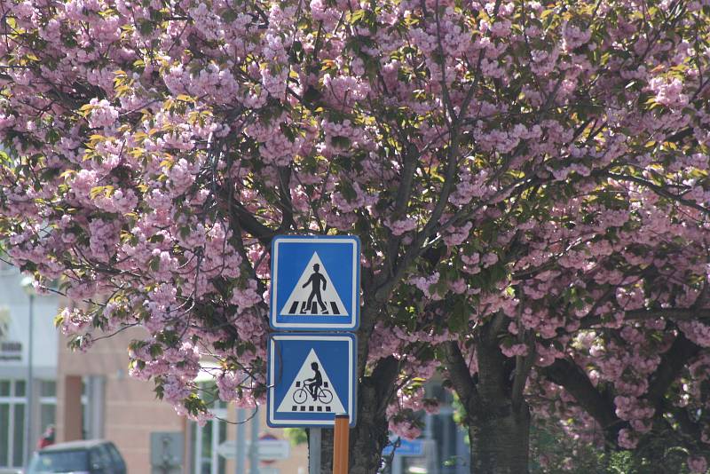 Třešně na krnovském náměstí Hrdinů byly na 1. máje už téměř odkvetlé. Sousední sakury ještě měly květů dost, ale okvětní lístky už také začaly opadávat.