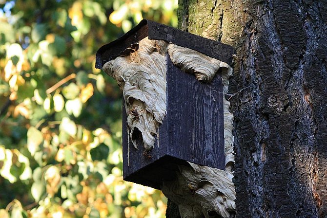Sršní hnízda letos vznikala v budkách připevněných na stromech kolem naučné stezky na Cvilíně.  