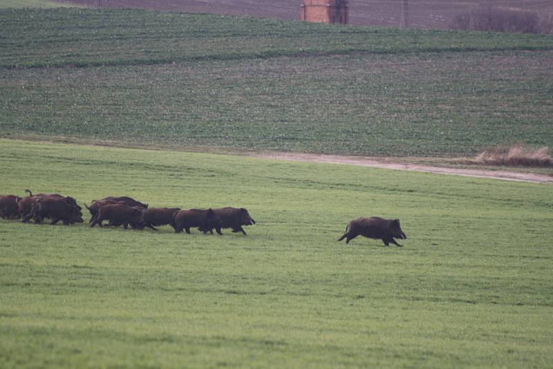 Divoká prasata už začala migrovat i přes den. Díky tomu můžeme pozorovat jak funguje sociální postavení jednotlivých kusů ve stádu. Věkově nejstarší bachyně zaujímá  automaticky vedoucí pozici. Vedoucí bachyně nejenže určuje denní režim celé tlupy, ale ta