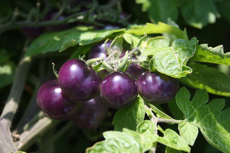 Park albrechtického zámku letos poprvé oživily bylinkové a zeleninové záhony. Alena Křištofová zde návštěvníkům vysvětluje, jaké podoby mohou mít  rajčata. Údiv vyvolávají pichlavá liči rajčata plná ostnů i černé a fialové odrůdy,