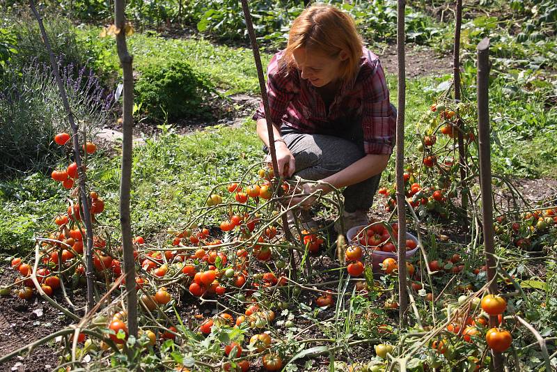 Park albrechtického zámku letos poprvé oživily bylinkové a zeleninové záhony. Alena Křištofová zde návštěvníkům vysvětluje, jaké podoby mohou mít  rajčata. Údiv vyvolávají pichlavá liči rajčata plná ostnů i černé a fialové odrůdy,