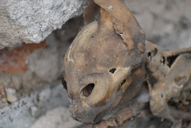 Mumie z půdy domu v Opavici na Krnovsku dostala jméno Čupakabra.