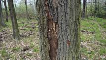 Revírník zdůvodnil pokácení třísetletého krnovského dubu tím, že padající suché větve v lese ohrožovaly zdraví lidí. Stal se les díky tomuto zákroku bezpečným místem? Posuďte sami. Stav dne 3. května 2021.