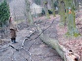 Stromy v aleji na Cvilín už mají přes sto let. Lípa srdčitá sice patří k rekordmanům v dlouhověkosti, ale mnozí občané už mají při pohledu na duté kmeny a prohnilé větve obavy o svou bezpečnost.
