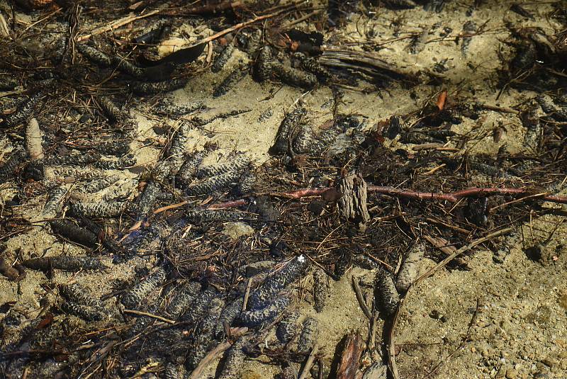 Udělejte si někdy výlet kolem náhonu, který přivádí vodu pro umělý vodopád v Karlově Studánce.