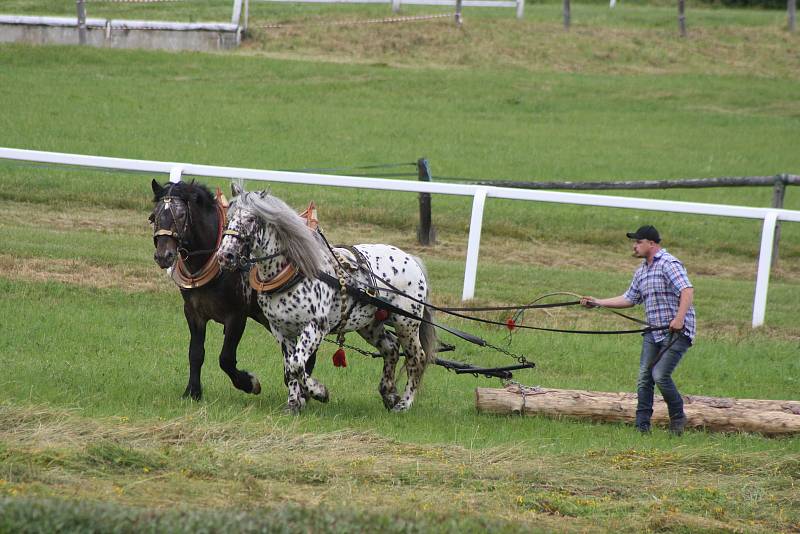 Dostihový den ve Světlé Hoře, červenec 2019.