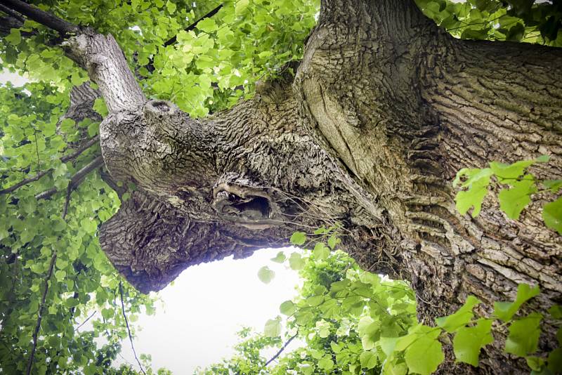 Sousedé se sešli pod tisíciletou Janovskou lípou, aby ji podpořili v soutěži Strom roku.