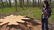 Pokácení dubu, který přes tři století rostl nad Krnovem, vyvolalo v médiích značný ohlas.  Dřevorubci zde odvedli náročnou profesionální práci v těžko dostupném terénu.