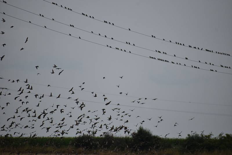 Srpen 2021. Setkání s obřím hejnem špačků na Osoblažsku je fascinující podívaná.