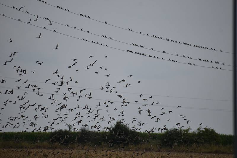 Srpen 2021. Setkání s obřím hejnem špačků na Osoblažsku je fascinující podívaná.