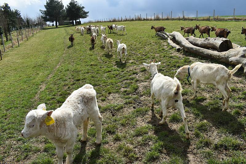 Kozí farma Úvalno je známá pod názvem Šťastné kozy. Chová je totiž rodina Kristýny Šťastné. Každý se může přesvědčit, že zvířata na farmě jsou opravdu šťastná.