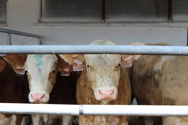 Farmář Jan Hořák z Janovic u Rýmařova získal ocenění nejlepší Sedlák PRO-BIO Svazu ekologických zemědělců.