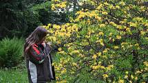 CHÁŘOVSKÝ PARK se v těchto dnech proměnil v romantickou rajskou zahradu plnou kvetoucích rododendronů a azalek, které hýří všemi barvami. Taková krása je zde k vidění jen pár týdnů v roce.