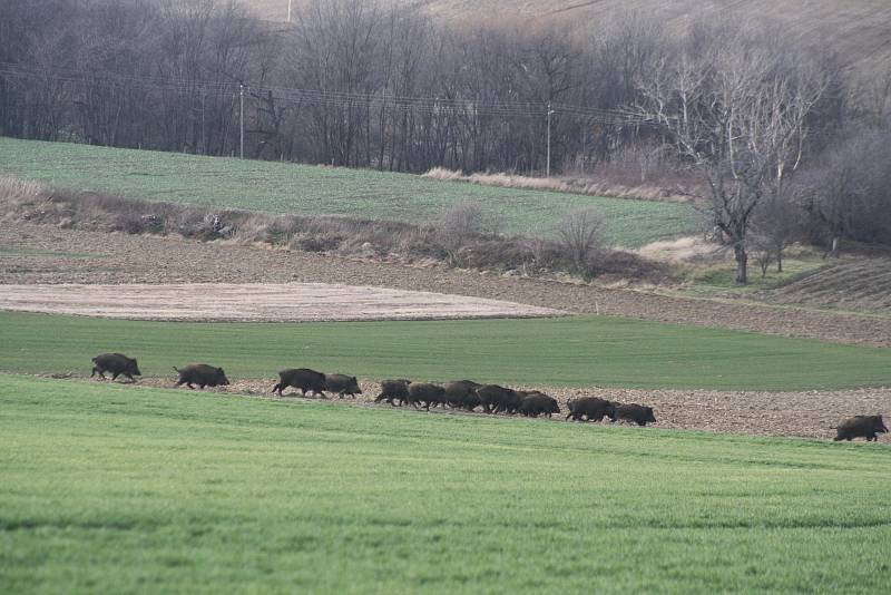 Divoká prasata už začala migrovat i přes den. Díky tomu můžeme pozorovat jak funguje sociální postavení jednotlivých kusů ve stádu. Věkově nejstarší bachyně zaujímá  automaticky vedoucí pozici. Vedoucí bachyně nejenže určuje denní režim celé tlupy, ale ta