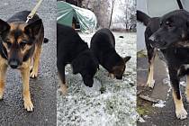 Utíkající psí duo z Krnovska je hvězdami sociálních sítí. Znají je i v Polsku.