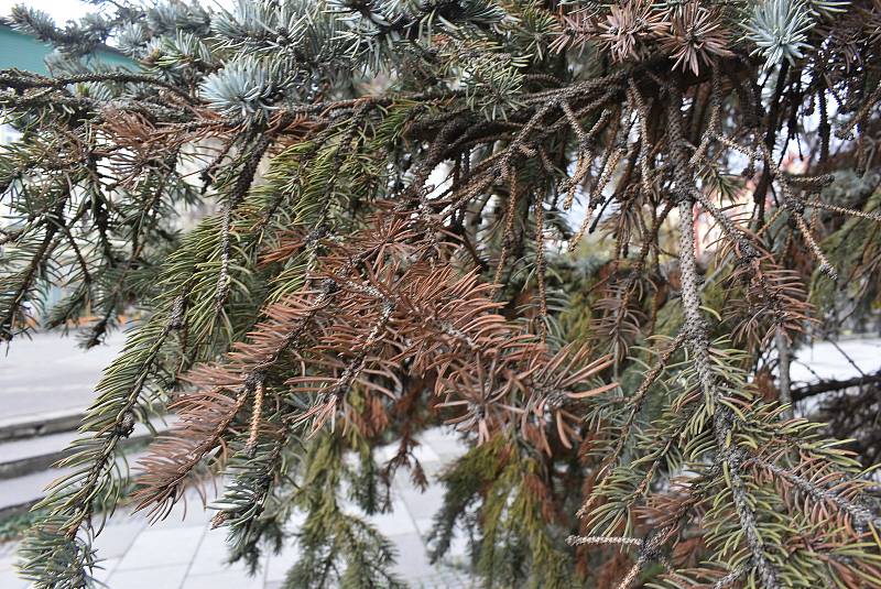 Vánoční strom na krnovském náměstí má rezaté jehličí a opadává. Není to kůrovec, ale mšice smrková.