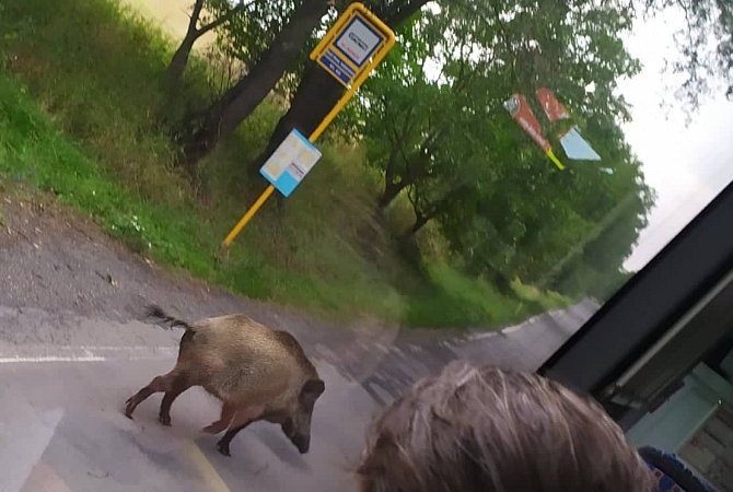 Při cestě autobusem můžete na Osoblažsku zažít neuvěřitelné situace. Autobusová zastávka Dívčí Hrad Bažantnice 20. srpna 2022.