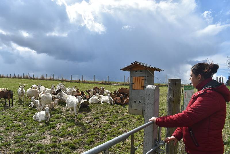 Kristýna Šťastná z Kozí farmy Úvalno začala s dojením a výrobou sýrů v době, kdy ještě nebylo jasné, zda vláda dovolí obnovit farmářské trhy.