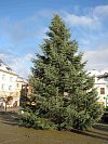 Vánoční stromeček stojí od středy 24. listopadu na náměstí Míru v Bruntále. 