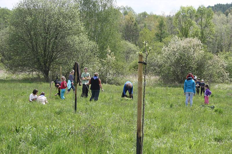 Skauti pomáhají v genofondovém sadu u Krnova likvidovat invazivní druhy rostlin.  Nyní vyrazili vykopat vlčí bob i s kořeny.