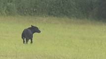 Deníku se v pondělí 29. června konečně podařilo nafotit tajuplného černého psa, pohybujícího se u silnice z Krnova do Brantic.