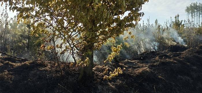 Požár smíšeného lesu u Roudna.