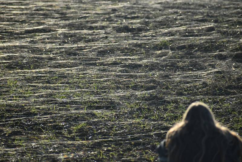 Pavouci plachetnatky jsou tak malí, že je pouhým okem téměř nevidíme. V období babího léta ale jejich vlákna nelze přehlédnout. Snímek zachycuje „babí léto“ na Osoblažsku.