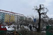 Hlošina úzkolistá na krnovském náměstí nevydržela nápor sněhu. Prosinec 2021.