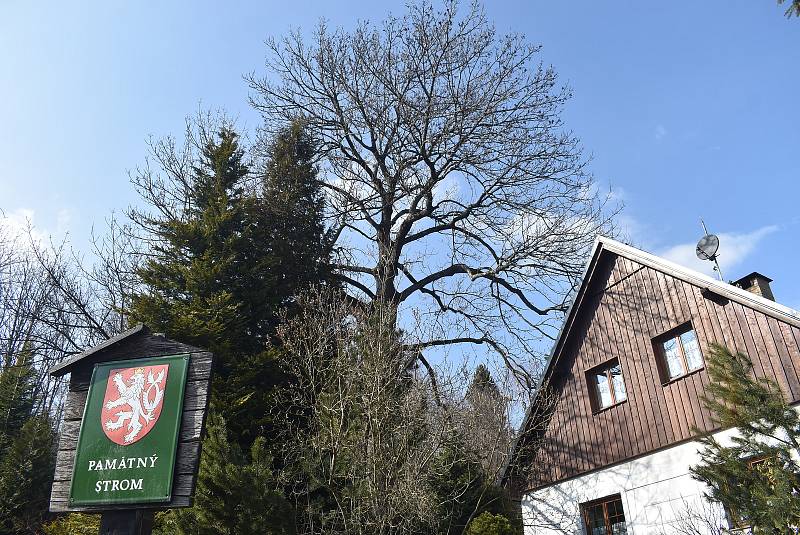 Dolní Moravice má ve svém katastru 14 památných stromů. Lípa Hadí královna je adeptem na nejmohutnější památný strom celého Moravskoslezského kraje.