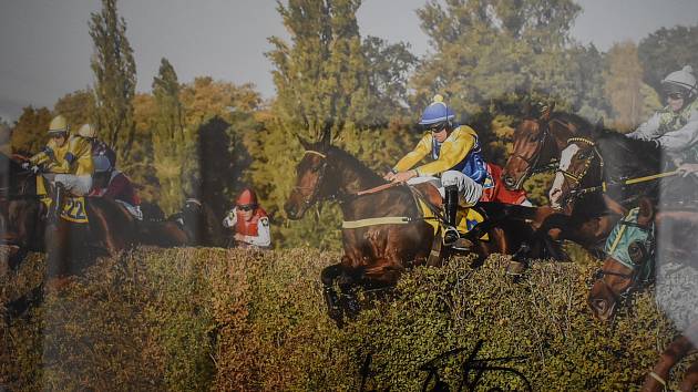 Vítěz velké Pardubické 2018 hnědák Tzigane du Berlais s žokejem Janem Faltejskem v sedle mají čestné místo na chodbě Obecního úřadu Dvorce.