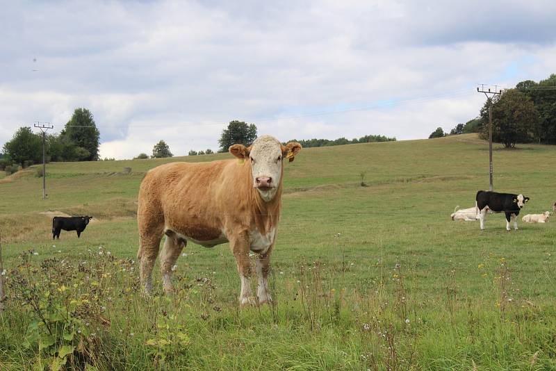 Farmář Jan Hořák z Janovic u Rýmařova získal ocenění nejlepší Sedlák PRO-BIO Svazu ekologických zemědělců.