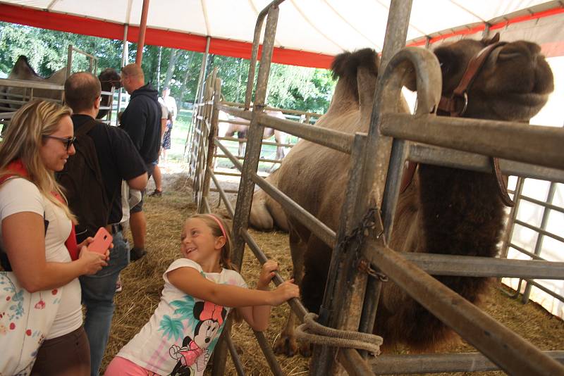 Cirkus Šimek v Krnově i v Bruntálu pozval publikum také do svého zvěřince. Každý se mohl přesvědčit, jak je o cirkusová zvířata postaráno mimo manéž, jaké mají klece, ustájení a výběhy.