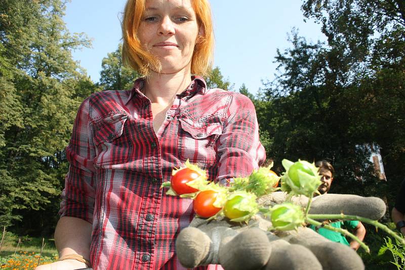 Park albrechtického zámku letos poprvé oživily bylinkové a zeleninové záhony. Alena Křištofová zde návštěvníkům vysvětluje, jaké podoby mohou mít  rajčata. Údiv vyvolávají pichlavá liči rajčata plná ostnů i černé a fialové odrůdy,