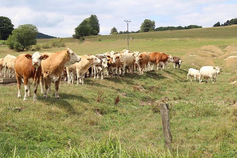 Farmář Jan Hořák z Janovic u Rýmařova získal ocenění nejlepší Sedlák PRO-BIO Svazu ekologických zemědělců.