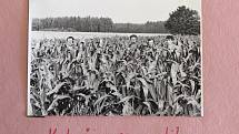 Zemědělští pracovníci z Leskovce nad Moravicí v kukuřičném poli. Kukuřice se v roce 1974 urodila.