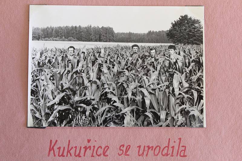 Zemědělští pracovníci z Leskovce nad Moravicí v kukuřičném poli. Kukuřice se v roce 1974 urodila.