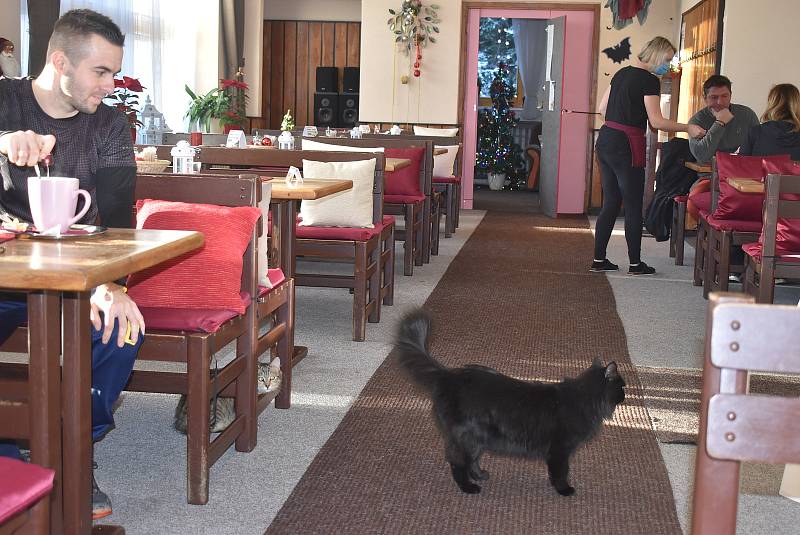 Hostům restaurace Na Hvězdě v Malé Morávce.se věnují kromě personálu také kočičky. Když je podnik zavřený, můžete si je pohladit aspoň na terase.