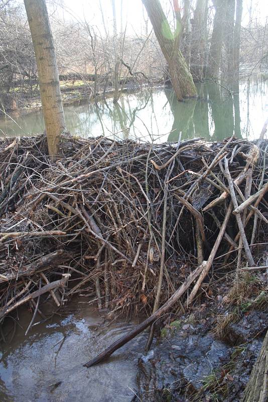 Řeka Lužná u Slezských Rudoltic se začíná měnit. Bobři zde budují hráze, aby zvýšili hloubku vody. Jde o první bobří hráze v okrese Bruntál.