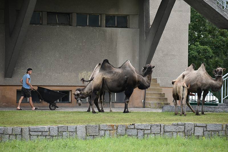 Areál Městských lázní v Krnově má zajímavé využití. Slouží cirkusu jako pastviny. Zatímco na Pradědu spásají louky poníci a krávy, a v centru Krnova zase lamy a velbloudi.